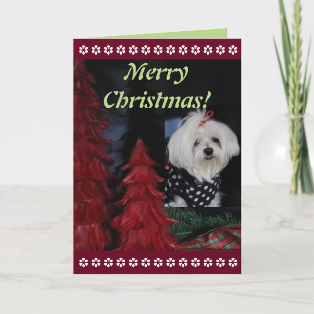 Cartes Pour Fêtes Annuelles Noël maltais (Devant)