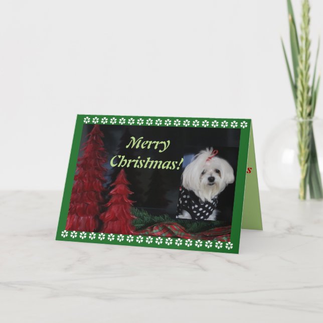 Cartes Pour Fêtes Annuelles Noël maltais (Devant)