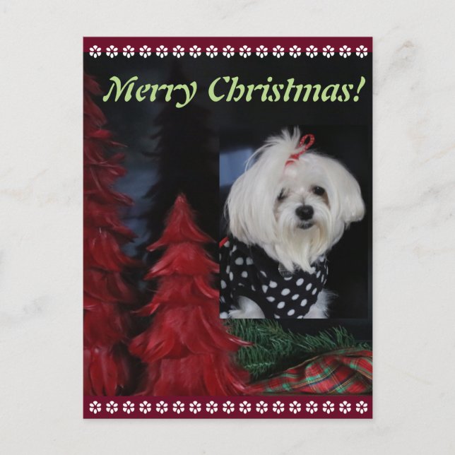 Cartes Pour Fêtes Annuelles Noël maltais (Devant)