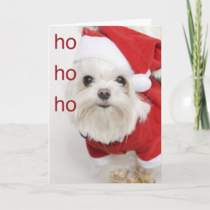 Cartes Pour Fêtes Annuelles Noël maltais de chiot de Père Noël