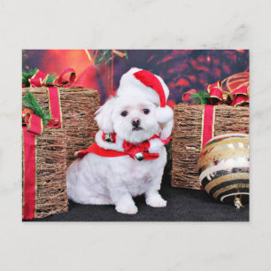 Cartes Pour Fêtes Annuelles Noël - Maltais - Zoey