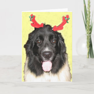 Cartes Pour Fêtes Annuelles Noël Newfie de FPG