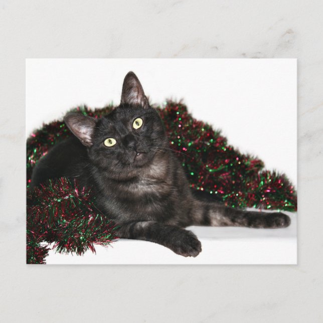 Cartes Pour Fêtes Annuelles Noël noir de chat de fumée (Devant)