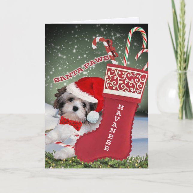 Cartes Pour Fêtes Annuelles Noël Père Noël Paws Havanais (Devant)