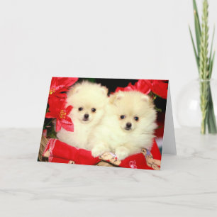 Cartes Pour Fêtes Annuelles Noël Pomeranians