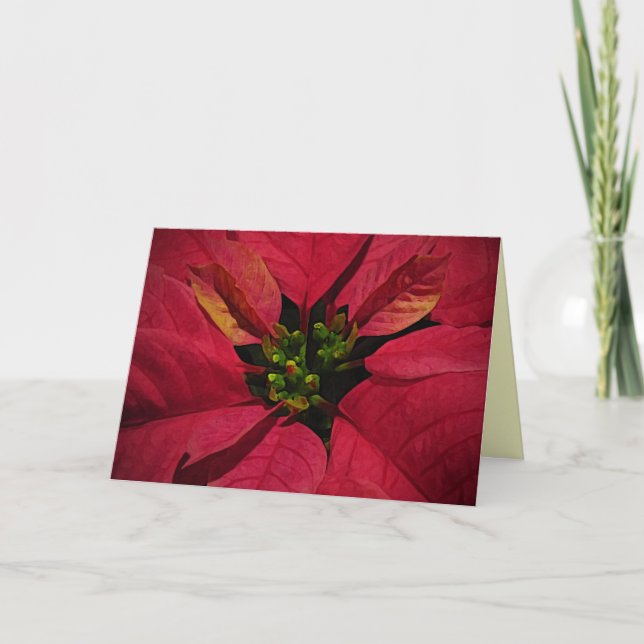 Cartes Pour Fêtes Annuelles Noël rouge Poinsetti (Devant)
