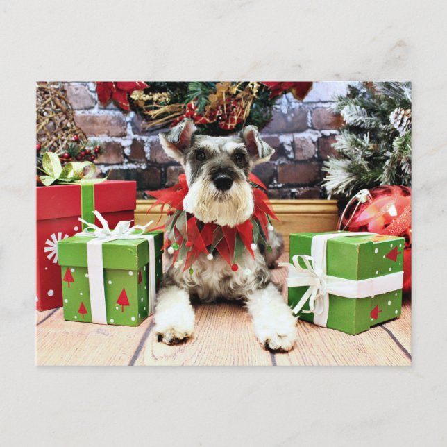 Cartes Pour Fêtes Annuelles Noël - Schnauzer - Petunia (Devant)