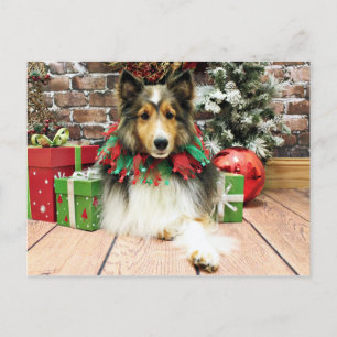Cartes Pour Fêtes Annuelles Noël - Sheltie - duchesse