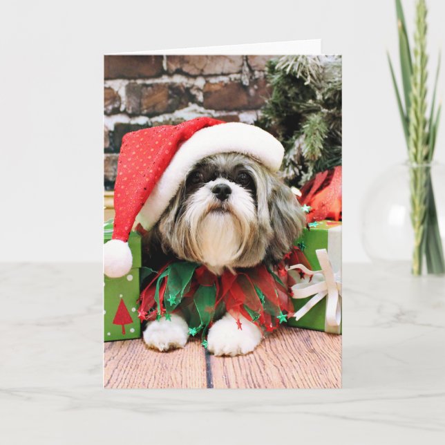 Cartes Pour Fêtes Annuelles Noël - Shih Tzu - Vince (Devant)