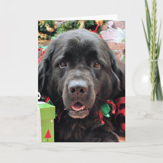 Cartes Pour Fêtes Annuelles Noël - Terre-Neuve - Izzie (Devant)