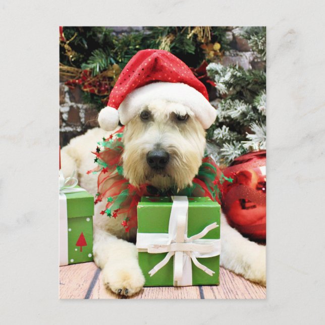 Cartes Pour Fêtes Annuelles Noël - Terrier blond comme les blés - Bailey (Devant)