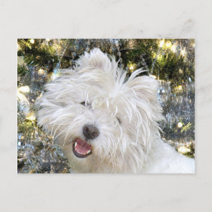 Cartes Pour Fêtes Annuelles Noël Westie