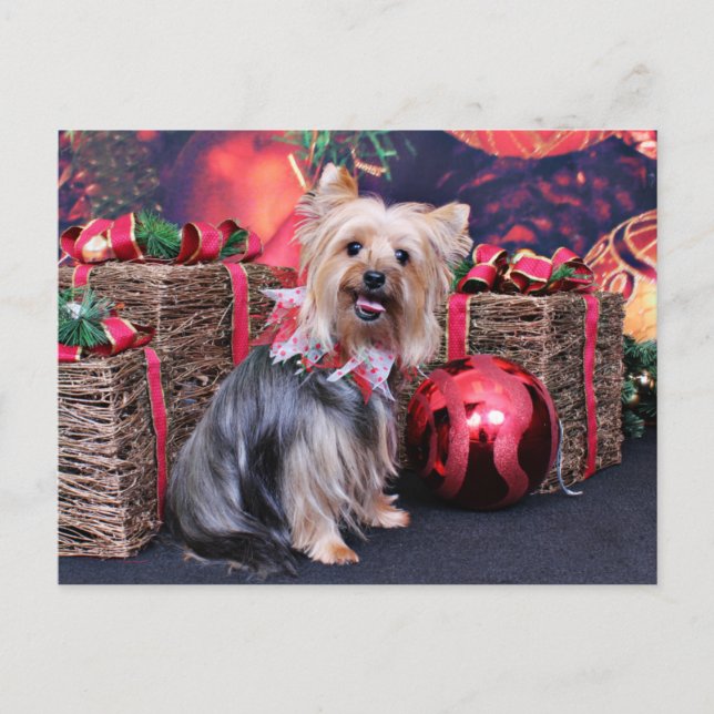 Cartes Pour Fêtes Annuelles Noël - Yorkie - Abby (Devant)