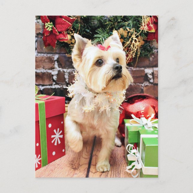 Cartes Pour Fêtes Annuelles Noël - Yorkie - Dorie (Devant)