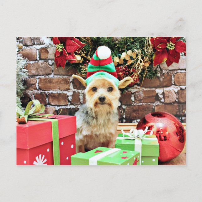 Cartes Pour Fêtes Annuelles Noël - Yorkie - Vinnie #32 (Devant)