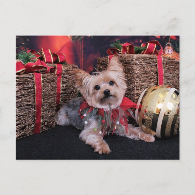 Cartes Pour Fêtes Annuelles Noël - Yorkshire Terrier - Vinnie (Devant)