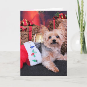 Cartes Pour Fêtes Annuelles Noël - Yorkshire Terrier - Vinnie