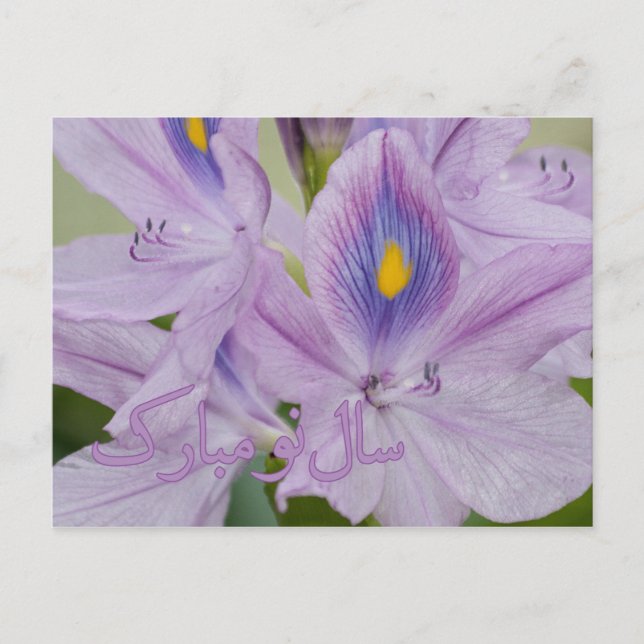 Cartes Pour Fêtes Annuelles Nouvel An persan Nowruz Jacinthe d'eau (Devant)