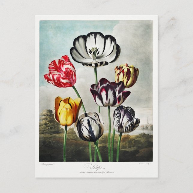 Cartes Pour Fêtes Annuelles Oeuvre des fleurs de tulipes (Devant)