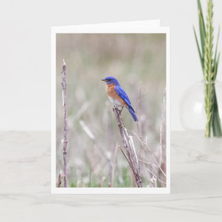 Cartes Pour Fêtes Annuelles Oiseau bleu oriental