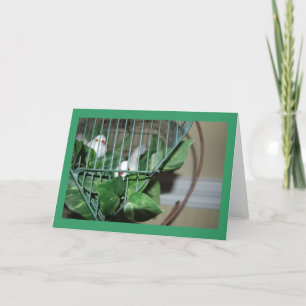 Cartes Pour Fêtes Annuelles Oiseaux de Noël