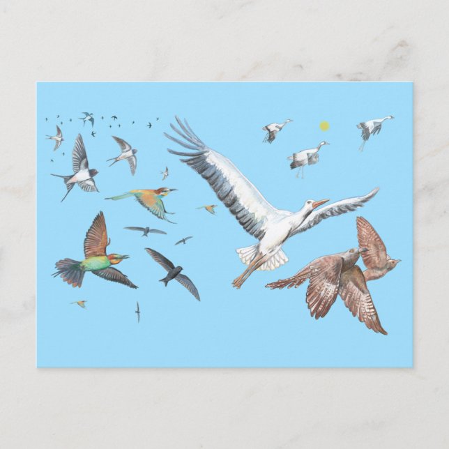 Cartes Pour Fêtes Annuelles Oiseaux migrateurs traçant leurs vols Illustration (Devant)