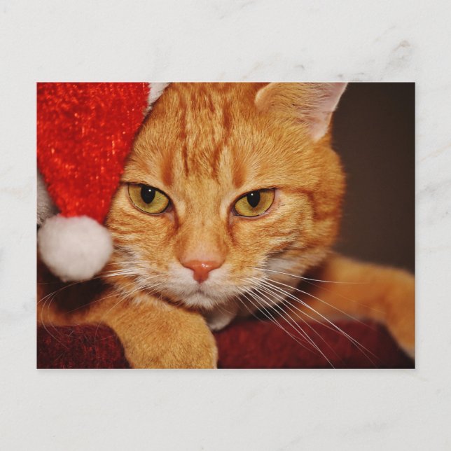 Cartes Pour Fêtes Annuelles Orange Père Noël Kitty : Joyeux Noël du chat (Devant)