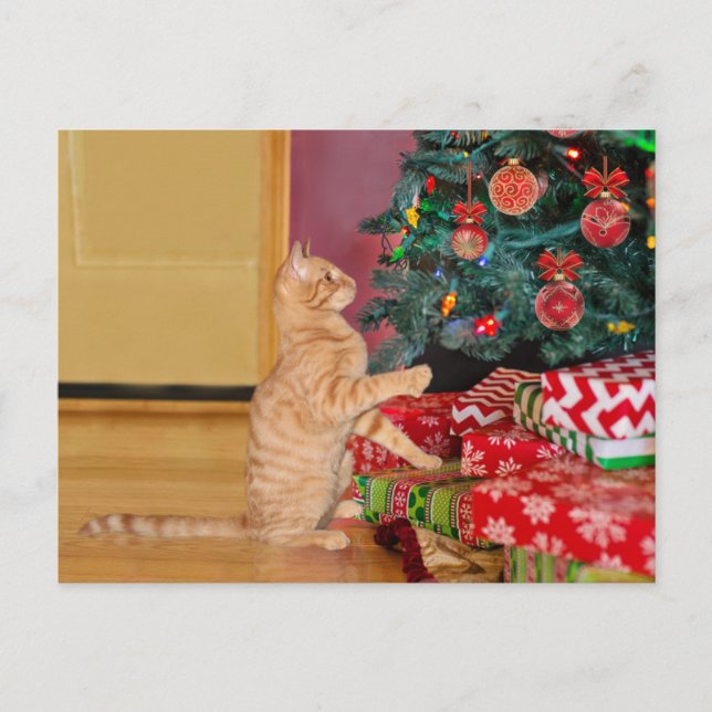 Cartes Pour Fêtes Annuelles Orange Tabby cat Noël (Devant)