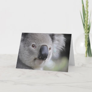 Cartes Pour Fêtes Annuelles Ours de Koala