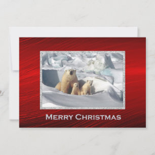 Cartes Pour Fêtes Annuelles Ours Polaire Cubs Neige Photo Appartement de Noël