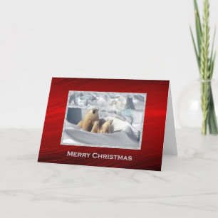 Cartes Pour Fêtes Annuelles Ours Polaire Cubs Neige Photo Noël