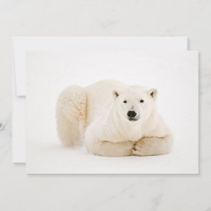Cartes Pour Fêtes Annuelles Ours polaire reposant sur la glace de la baie d'Hu