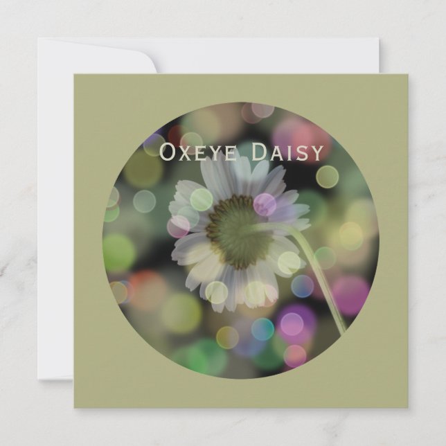 Cartes Pour Fêtes Annuelles Oxyeye Daisy Flower on Grey Olive (Devant)