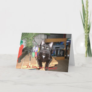Cartes Pour Fêtes Annuelles Pack Feline 6