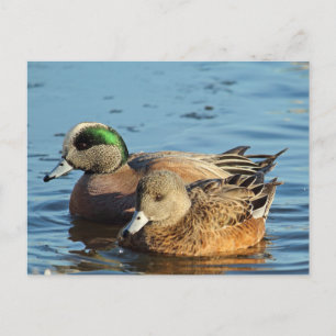 Cartes Pour Fêtes Annuelles Paire de Widgeon américain (Drake et Hen)