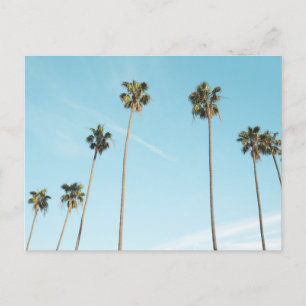 Cartes Pour Fêtes Annuelles Palmiers hauts Ciel bleu clair