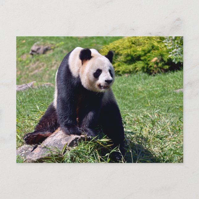 Cartes Pour Fêtes Annuelles Panda géant assis sur une pierre (Devant)