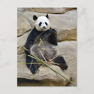 Cartes Pour Fêtes Annuelles Panda géant mangeant du bambou