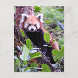Cartes Pour Fêtes Annuelles Panda rouge