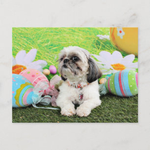 Cartes Pour Fêtes Annuelles Pâques - Chih Tzu - Sophie