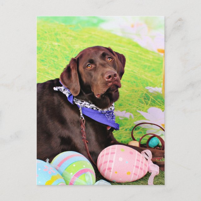 Cartes Pour Fêtes Annuelles Pâques - chocolat Labrador - Hershey (Devant)