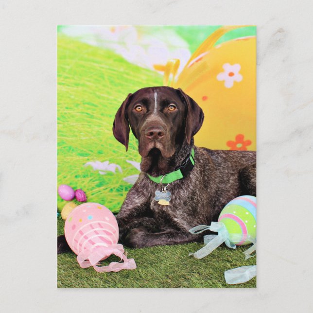 Cartes Pour Fêtes Annuelles Pâques - Pointeur allemand à courte distance - Kai (Devant)