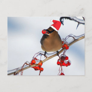 Cartes Pour Fêtes Annuelles parrow de noël sur une branche d'arbre