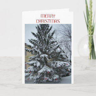 Cartes Pour Fêtes Annuelles Peace At Christmas, Snowy Pine