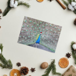 Cartes Pour Fêtes Annuelles Peacock Portant Red Père Noël Casquette drôle