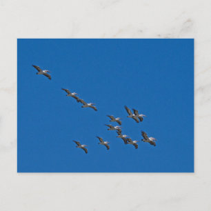 Cartes Pour Fêtes Annuelles Pélicans en vol