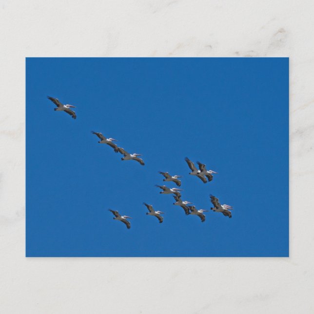 Cartes Pour Fêtes Annuelles Pélicans en vol (Devant)