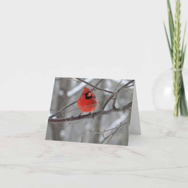 Cartes Pour Fêtes Annuelles Perche cardinale rouge (vue avant) (Devant)