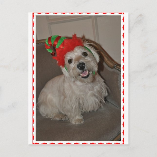 Cartes Pour Fêtes Annuelles Père Noël Little Westie Elf (Devant)