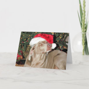 Cartes Pour Fêtes Annuelles Père Noël Paws - Pluie (alias Raina)